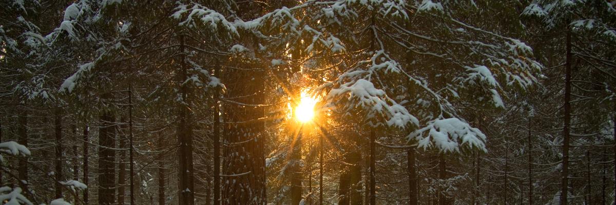 Grantræer i skov med nedfalden sne og sol i baggrunden